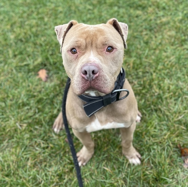 Jimmy, an adoptable Pit Bull Terrier Mix in Lancaster, OH_image-6