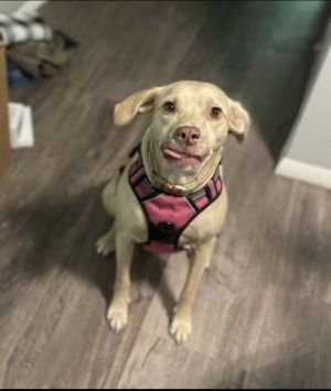 Maya