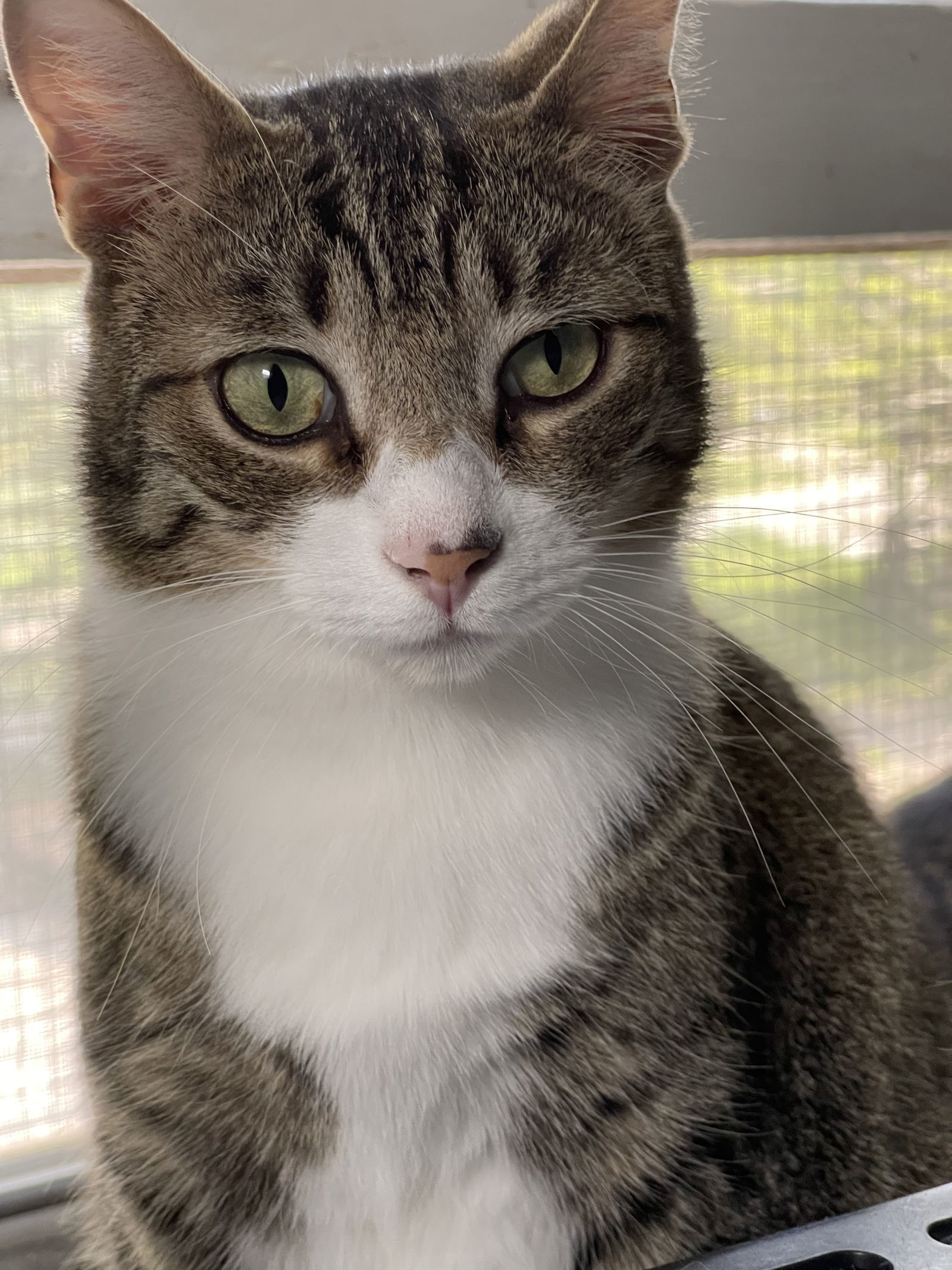 Theodore, an adoptable Domestic Short Hair, Tabby in Markham, ON, L3R 9A8 | Photo Image 1