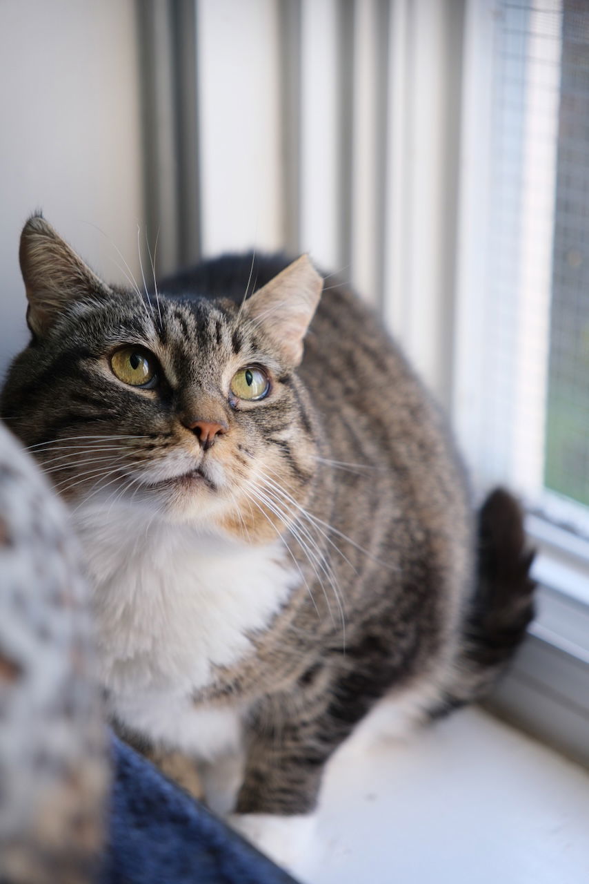 Theodore, an adoptable Domestic Short Hair, Tabby in Markham, ON, L3R 9A8 | Photo Image 3