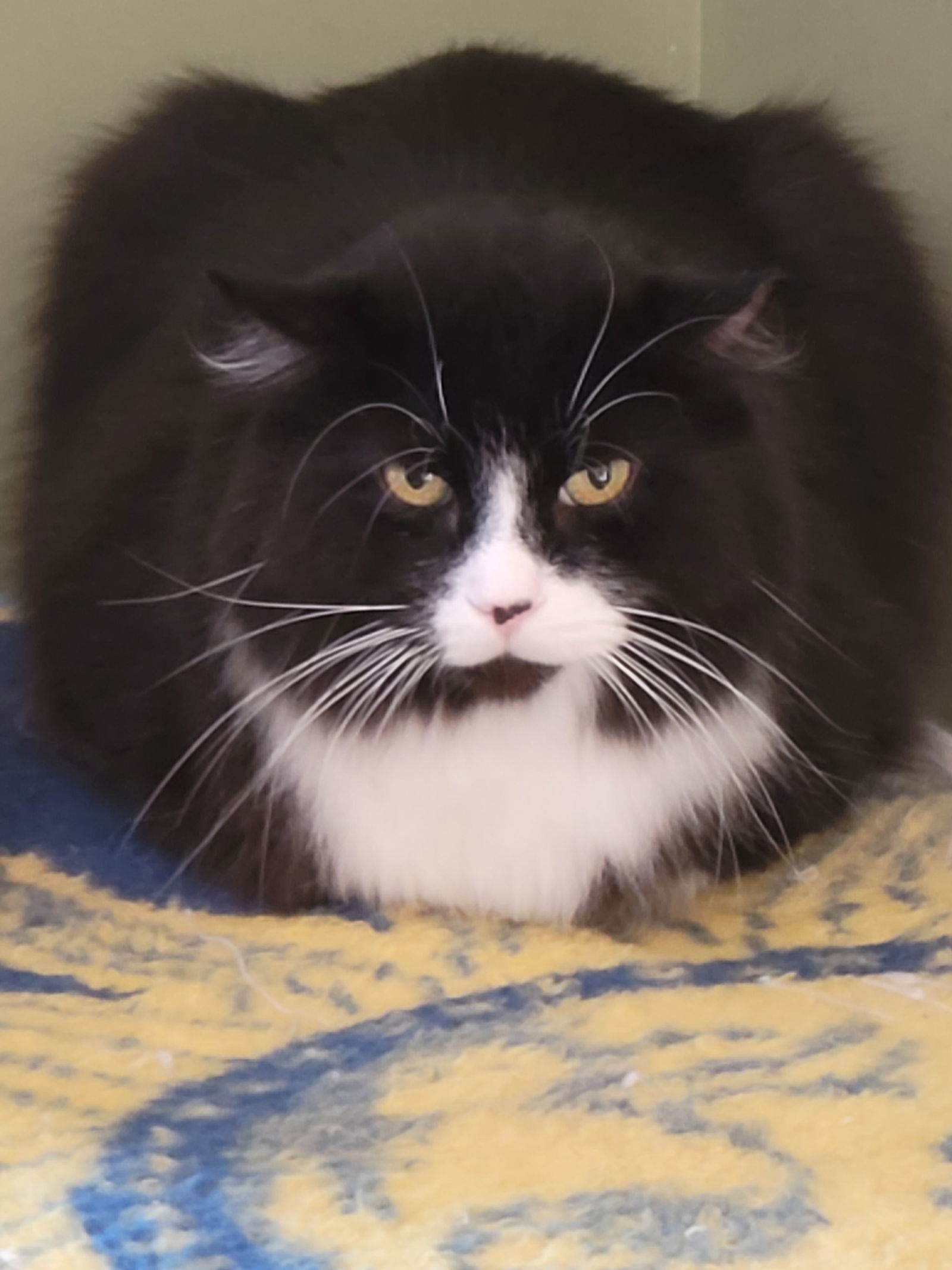 Sylvester, an adoptable Domestic Long Hair in Markham, ON, L3R 9A8 | Photo Image 1