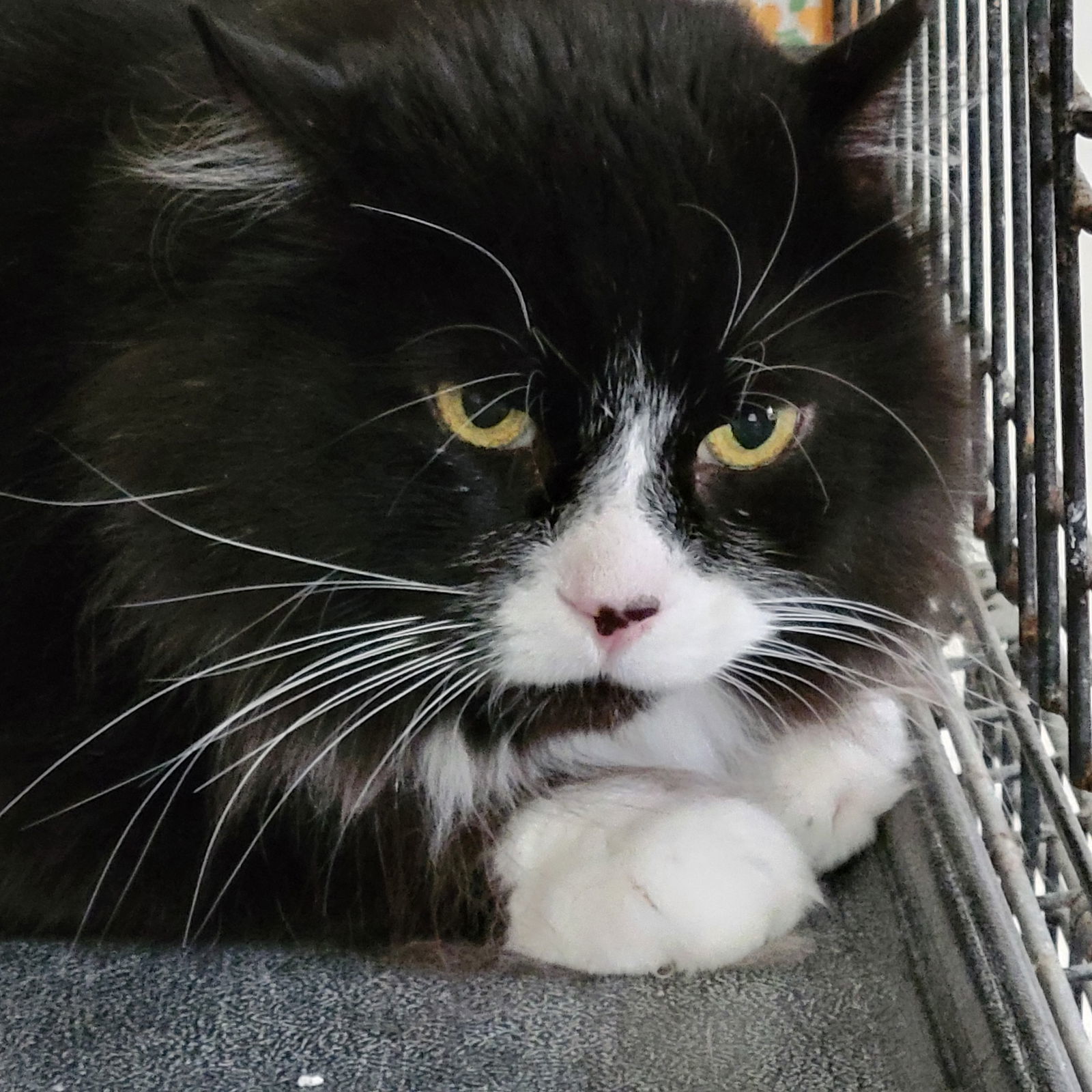 Sylvester, an adoptable Domestic Long Hair in Markham, ON, L3R 9A8 | Photo Image 2