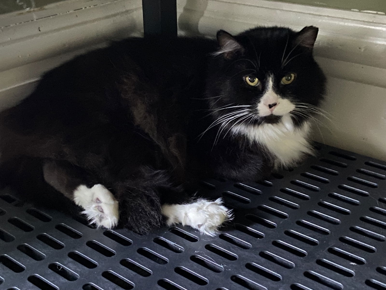 Sylvester, an adoptable Domestic Long Hair in Markham, ON, L3R 9A8 | Photo Image 3