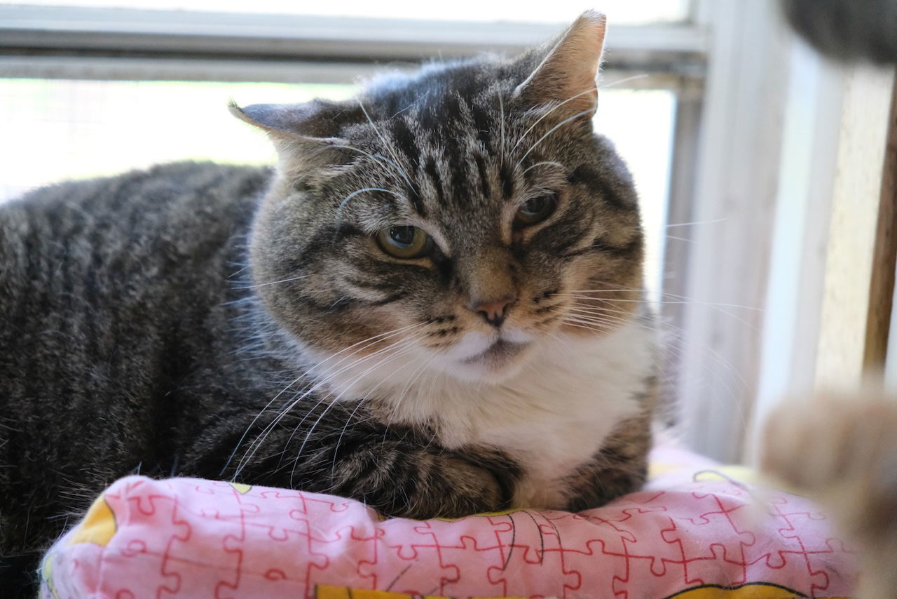 Louise - Sponsored by Eliza C., an adoptable Domestic Short Hair, Tabby in Markham, ON, L3R 9A8 | Photo Image 1