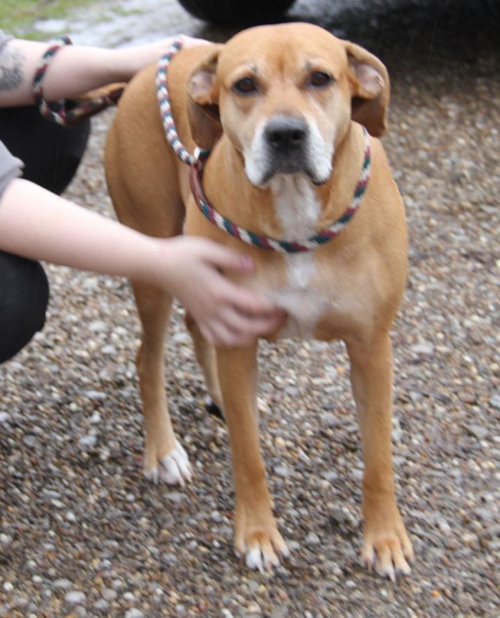 Gertie (Spayed), an adoptable Terrier & Hound Mix in Marietta, OH_image-2