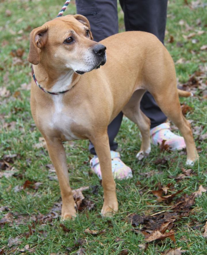 Gertie (Spayed), an adoptable Terrier & Hound Mix in Marietta, OH_image-3