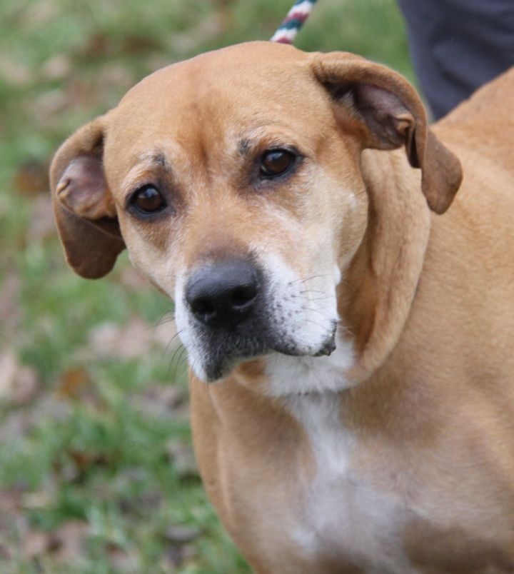 Gertie (Spayed) 4