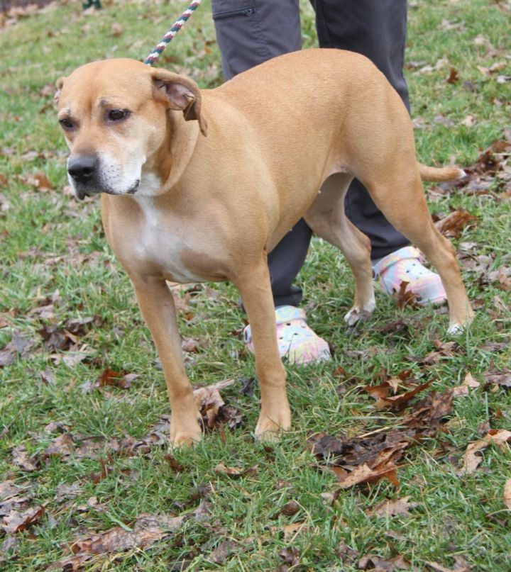Gertie (Spayed), an adoptable Terrier & Hound Mix in Marietta, OH_image-5