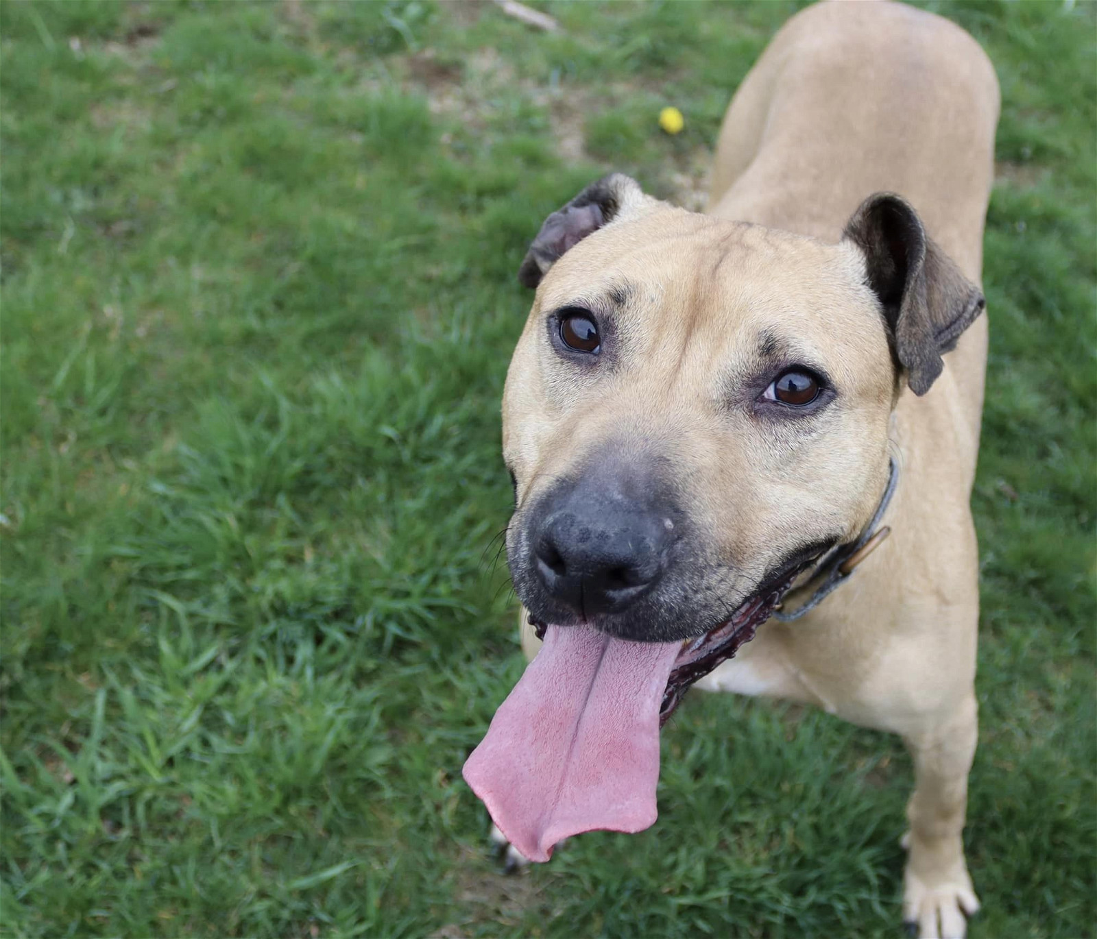 Rudy, an adoptable Pit Bull Terrier, Hound in Austin, MN, 55912 | Photo Image 1