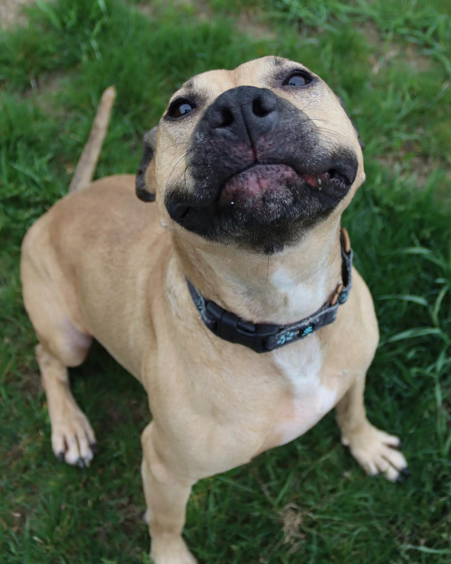Rudy, an adoptable Pit Bull Terrier, Hound in Austin, MN, 55912 | Photo Image 1