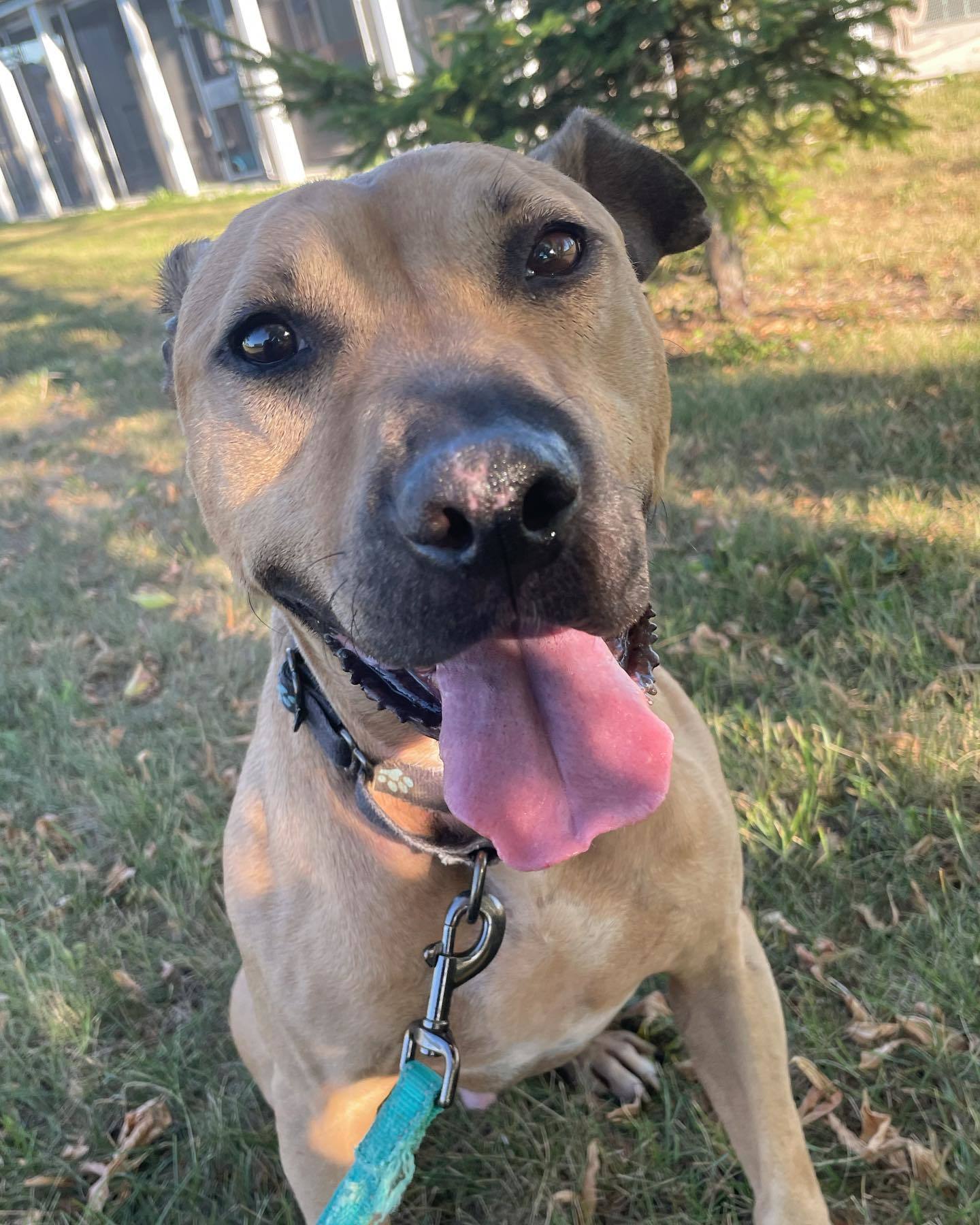 Rudy, an adoptable Pit Bull Terrier, Hound in Austin, MN, 55912 | Photo Image 3