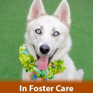 FOSTER CARE My adoption and training fees are 50 off Hi there World My name is Sahara I am a