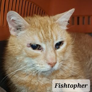Fishtopher