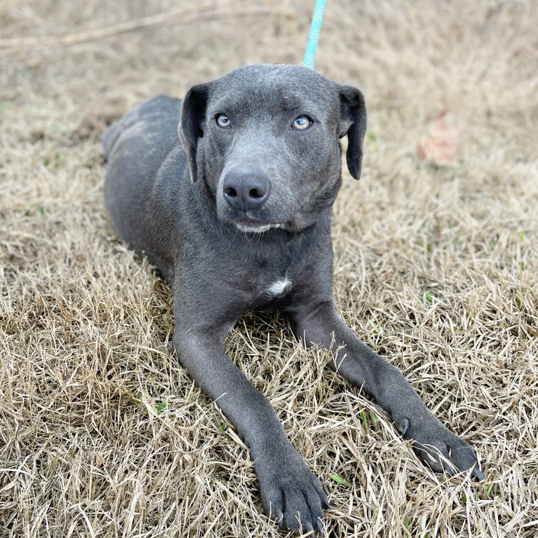 Delilah, an adoptable Black Labrador Retriever in Sharon, VT, 05065 | Photo Image 2