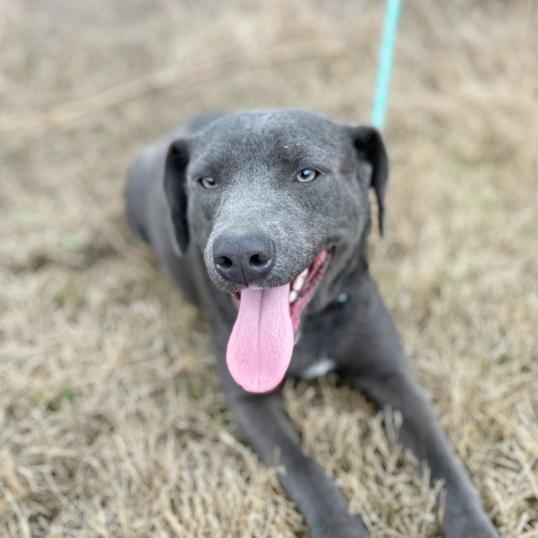 Delilah, an adoptable Black Labrador Retriever in Sharon, VT, 05065 | Photo Image 1