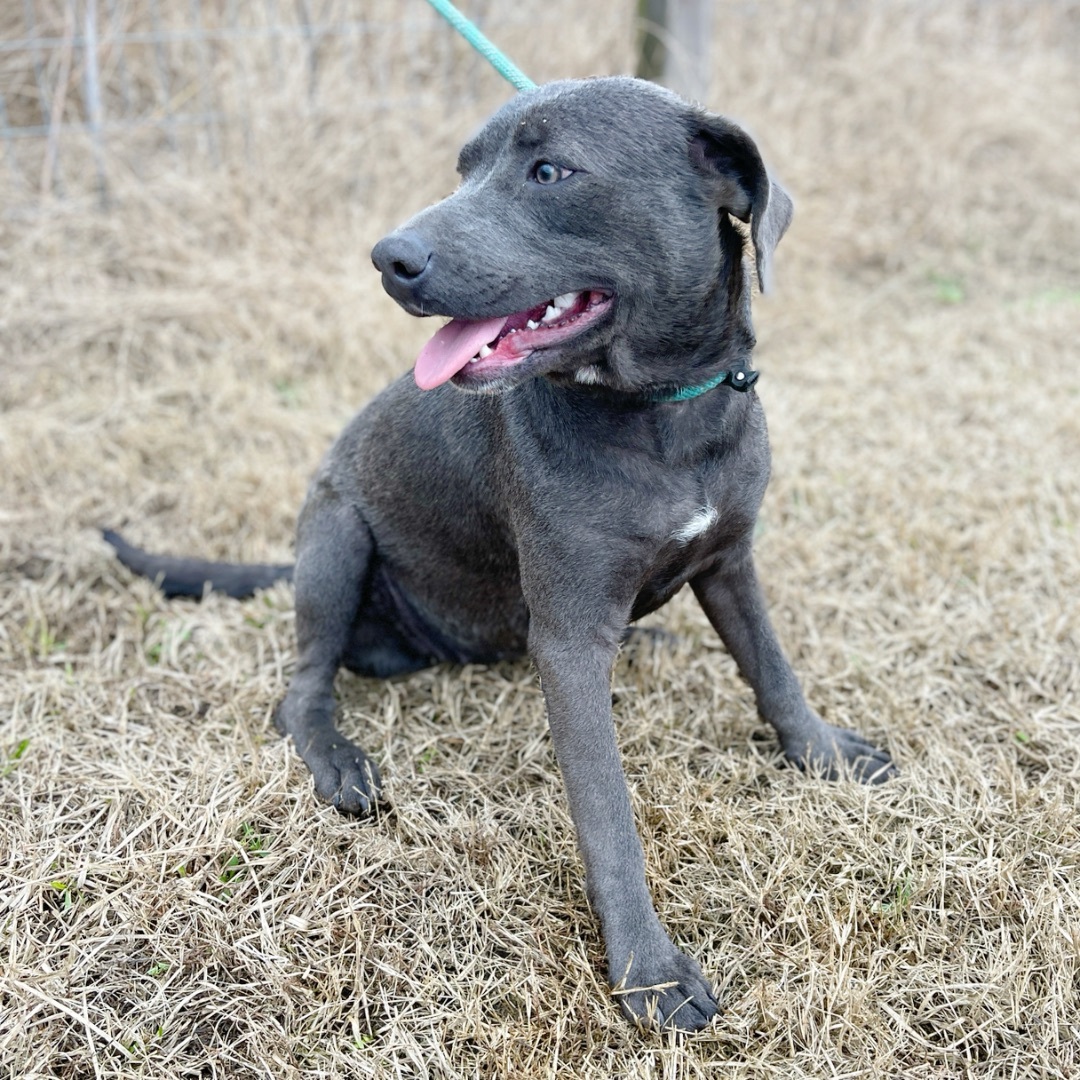 Delilah, an adoptable Black Labrador Retriever in Sharon, VT, 05065 | Photo Image 3
