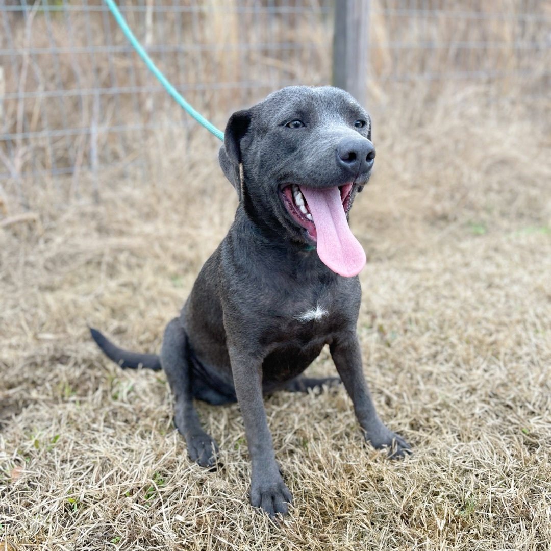 Delilah, an adoptable Black Labrador Retriever in Sharon, VT, 05065 | Photo Image 4