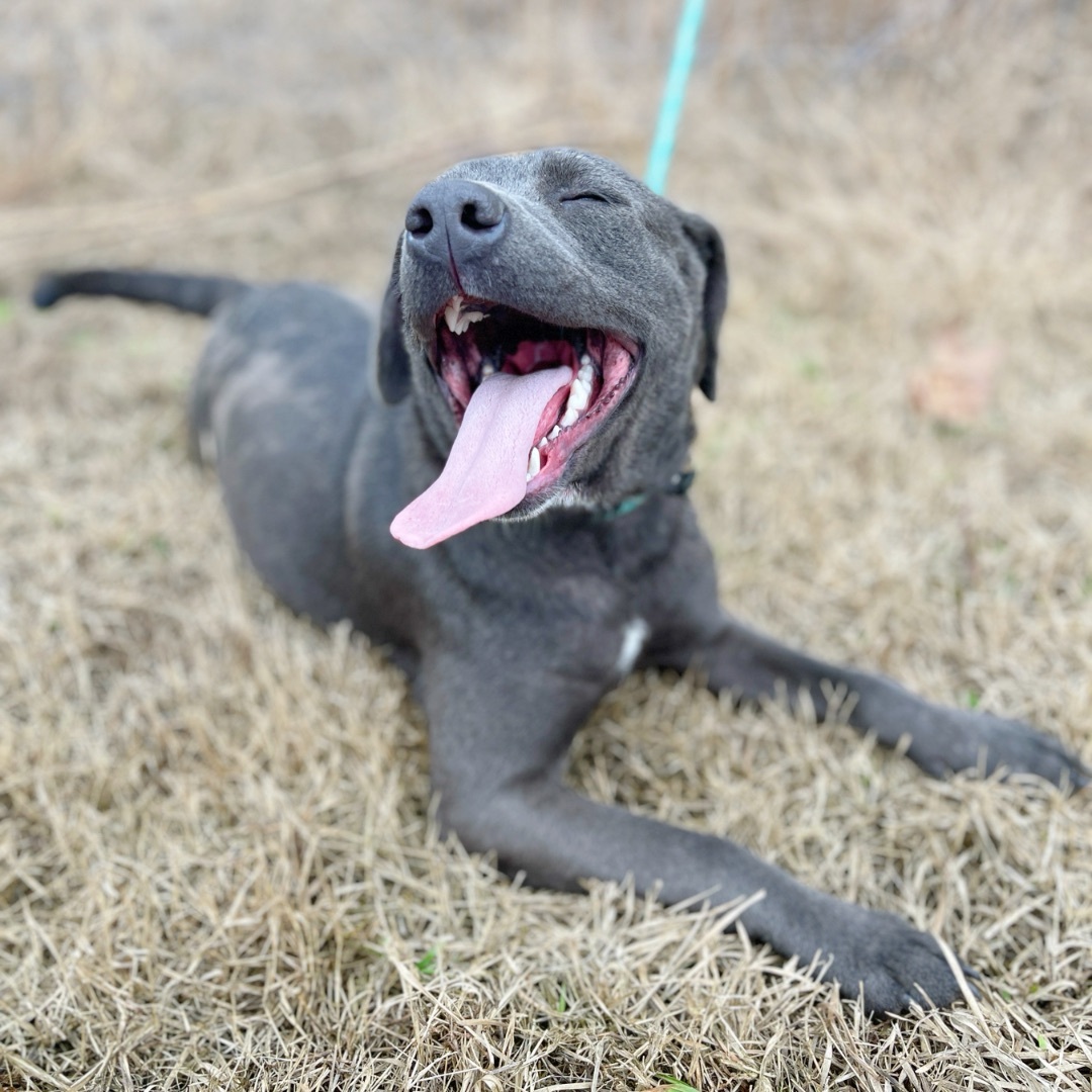 Delilah, an adoptable Black Labrador Retriever in Sharon, VT, 05065 | Photo Image 5