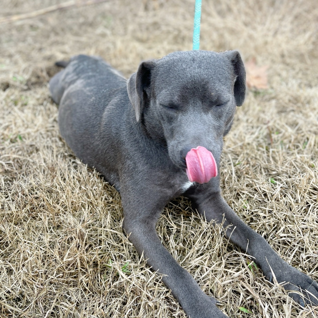 Delilah, an adoptable Black Labrador Retriever in Sharon, VT, 05065 | Photo Image 6