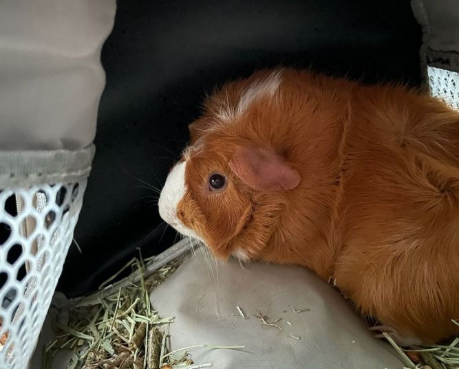 Bacon Bit