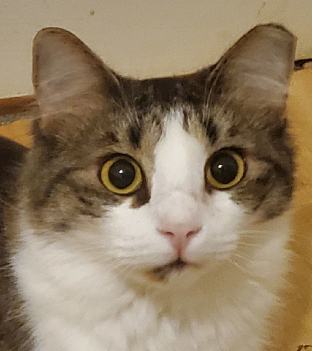 Carlii