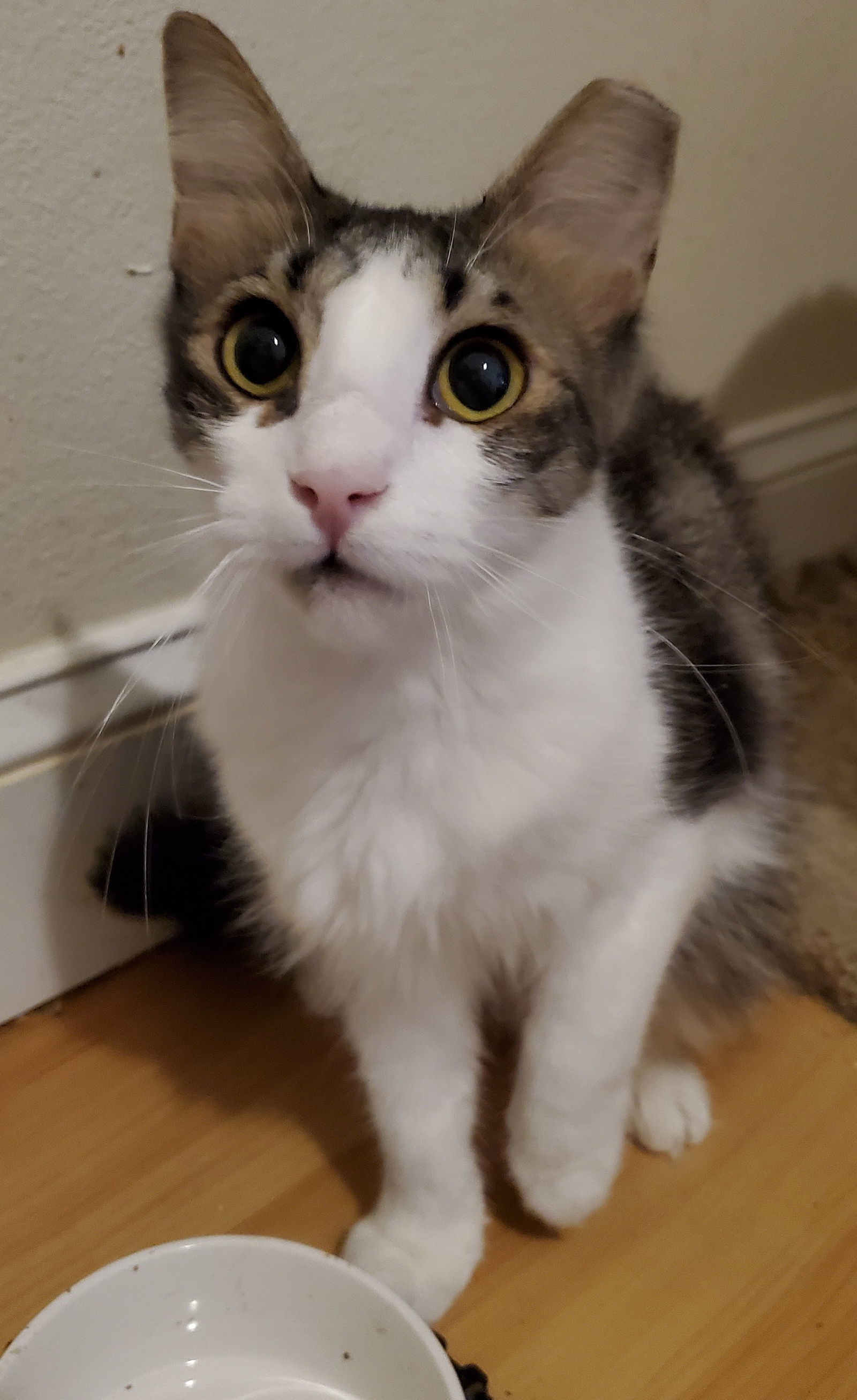 Carlii