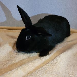 Midnight, Senior Female unknown