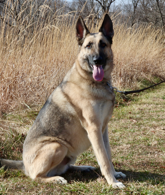Ares, an adoptable German Shepherd Dog in Chesterfield, MO_image-1