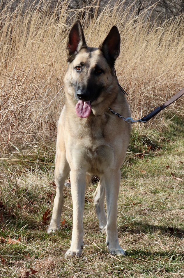Ares, an adoptable German Shepherd Dog in Chesterfield, MO_image-3