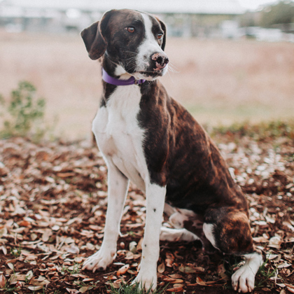 Magic, an adopted Pointer Mix in North Charleston, SC_image-2