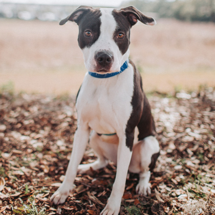 Mongoose, an adopted American Staffordshire Terrier Mix in North Charleston, SC_image-2