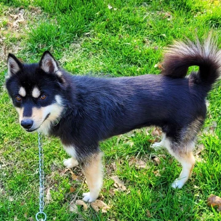 pomeranian husky mix full grown