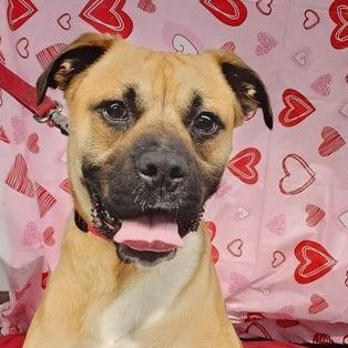 Spud, an adoptable Boxer & Retriever Mix in Syracuse, NY_image-2