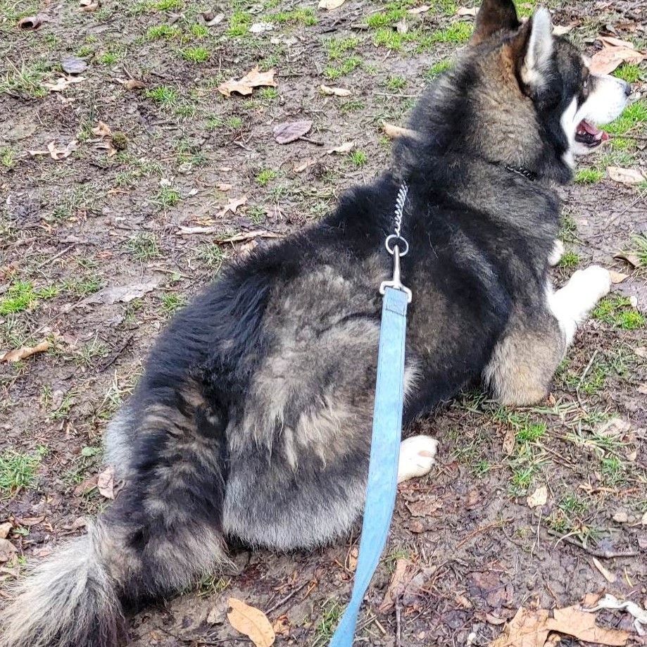 Zeus, an adoptable Husky, Pomeranian in Robinson, IL, 62454 | Photo Image 3