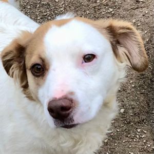 Dog for adoption - Charlotte, an Australian Shepherd & Border Collie Mix in  Gallatin, TN | Petfinder