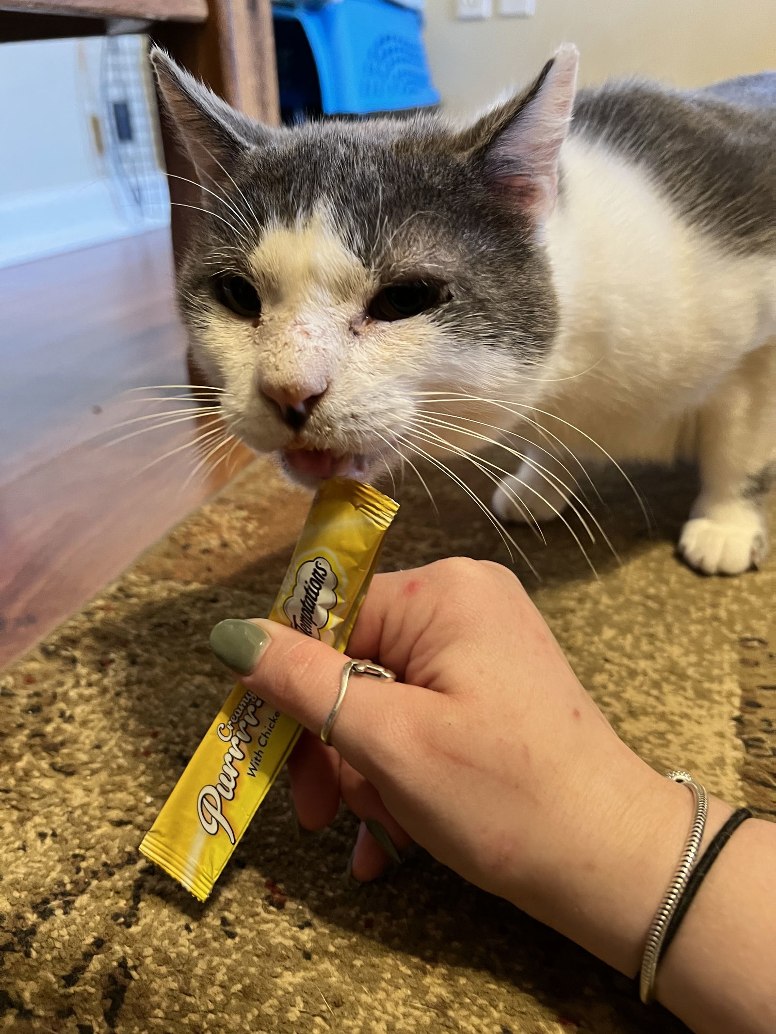 Goliath - FIV+