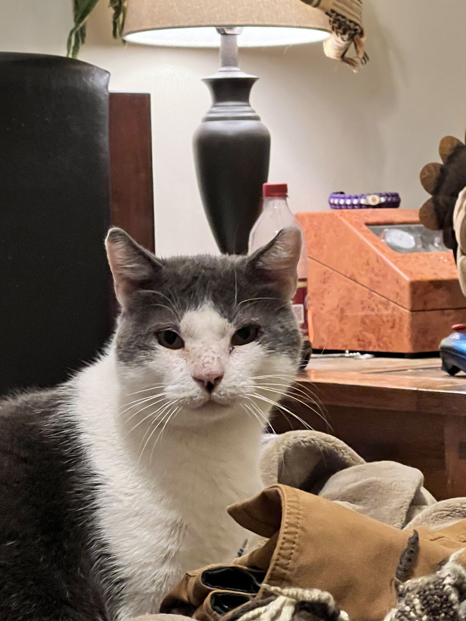 Goliath - FIV+, an adoptable Tuxedo, British Shorthair in Oxford, MS, 38655 | Photo Image 2