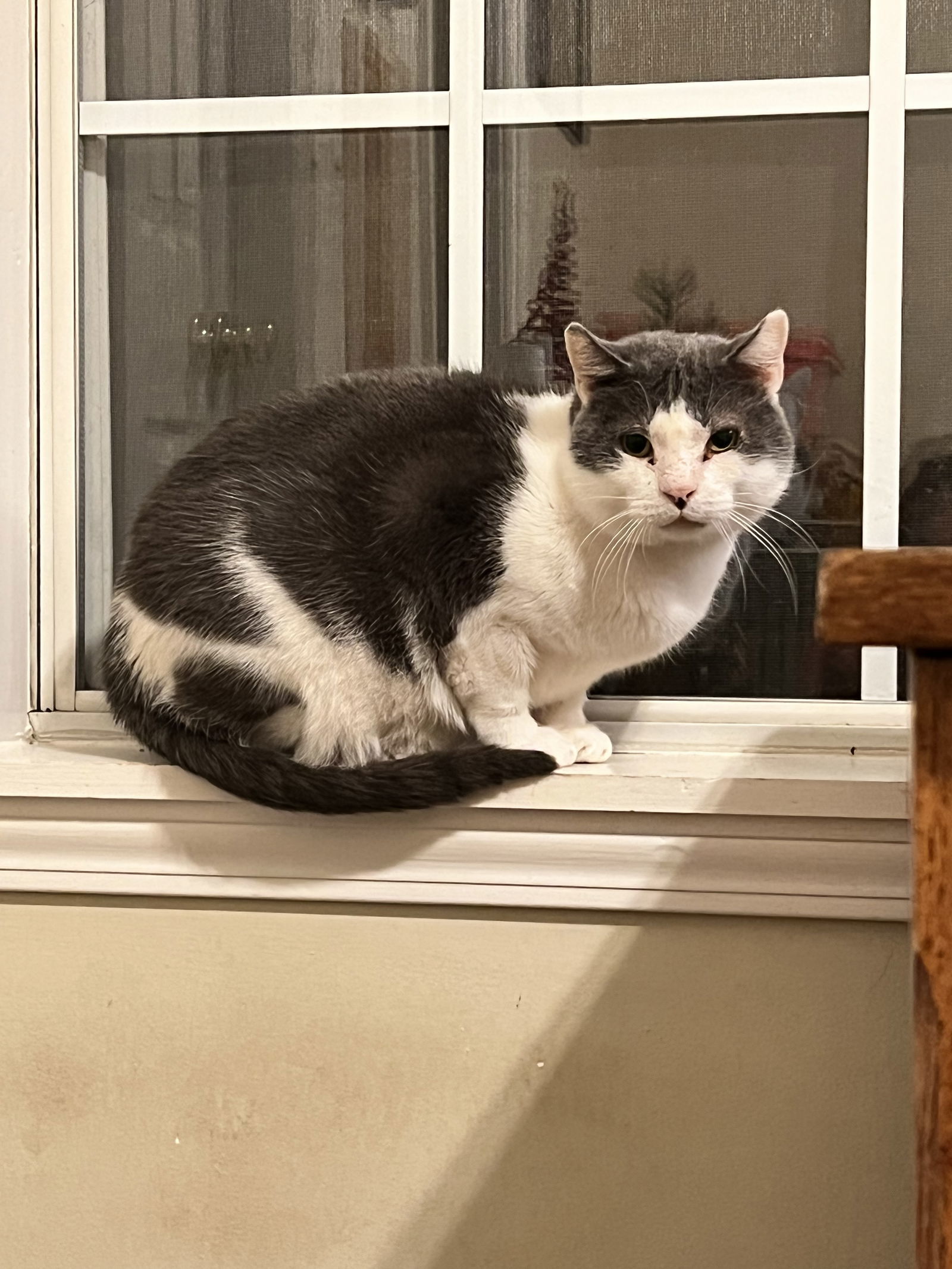 Goliath - FIV+, an adoptable Tuxedo, British Shorthair in Oxford, MS, 38655 | Photo Image 3