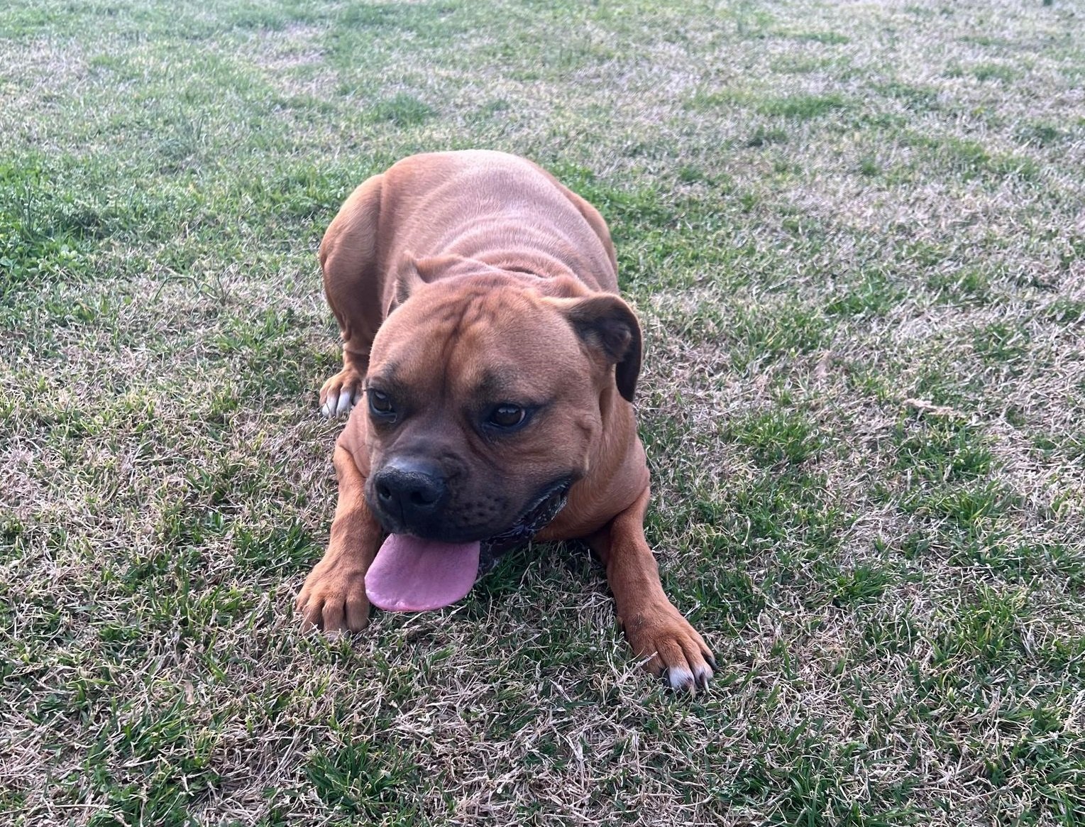 Tucker, an adoptable Boxer in Shakopee, MN, 55379 | Photo Image 1