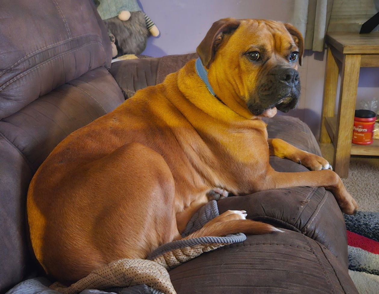 Tucker, an adoptable Boxer in Shakopee, MN, 55379 | Photo Image 1