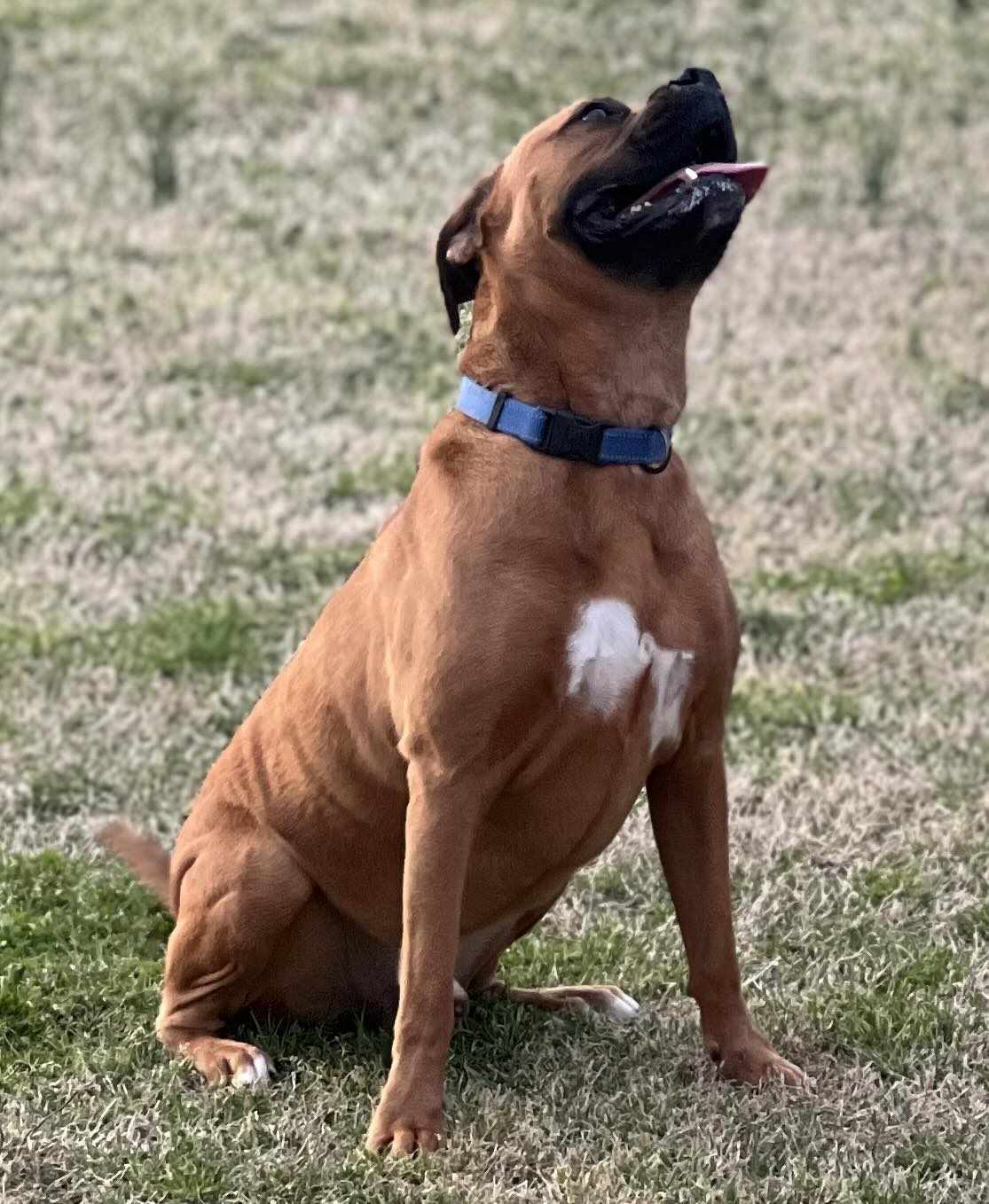 Tucker, an adoptable Boxer in Shakopee, MN, 55379 | Photo Image 2