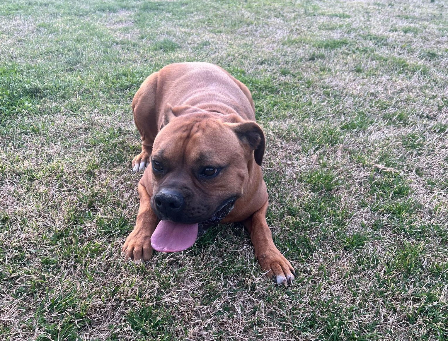 Tucker, an adoptable Boxer in Shakopee, MN, 55379 | Photo Image 2