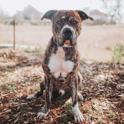 Beavis, an adopted American Bulldog Mix in North Charleston, SC_image-2