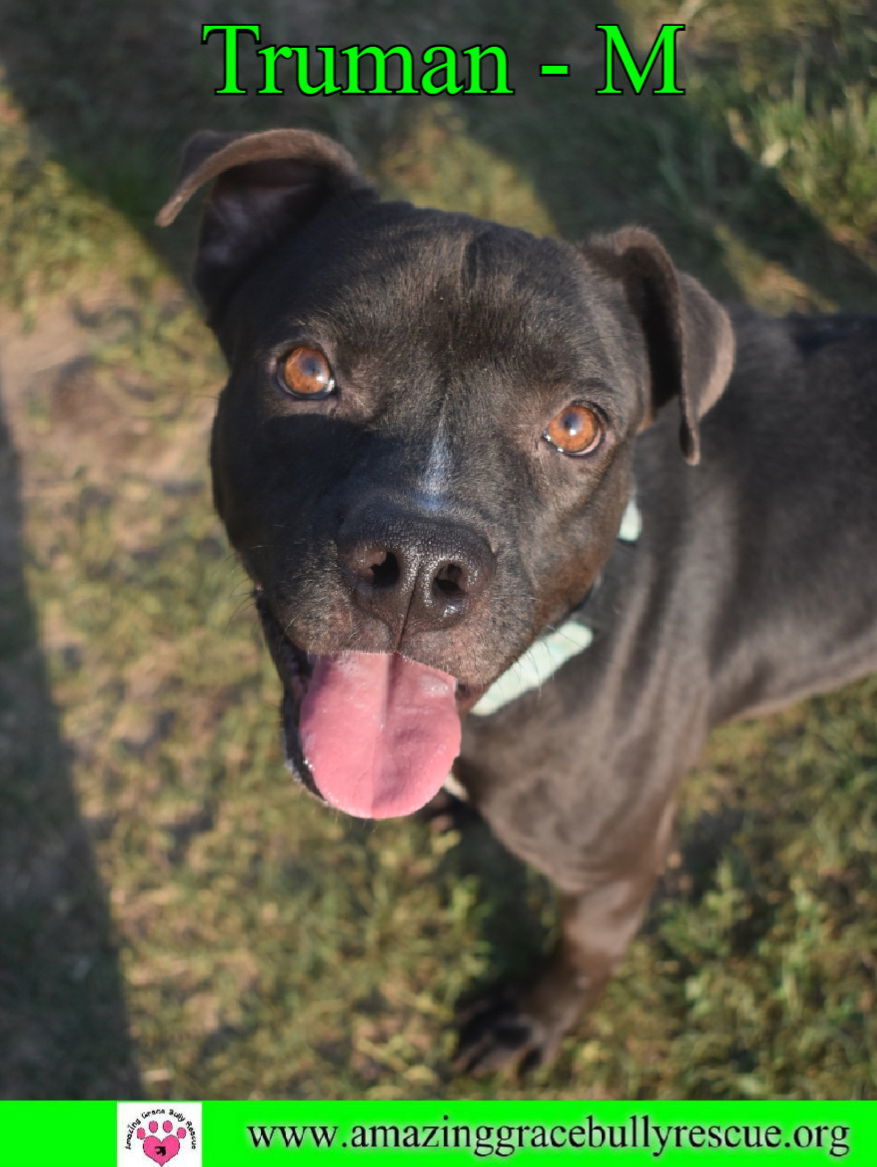 Truman, an adoptable Boxer, Staffordshire Bull Terrier in Pensacola, FL, 32526 | Photo Image 1