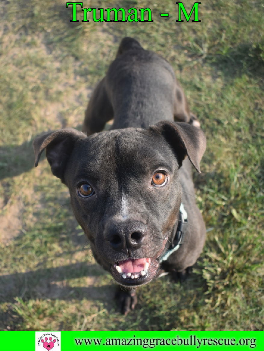 Truman, an adoptable Boxer, Staffordshire Bull Terrier in Pensacola, FL, 32526 | Photo Image 2