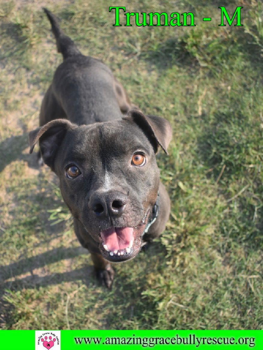 Truman, an adoptable Boxer, Staffordshire Bull Terrier in Pensacola, FL, 32526 | Photo Image 3