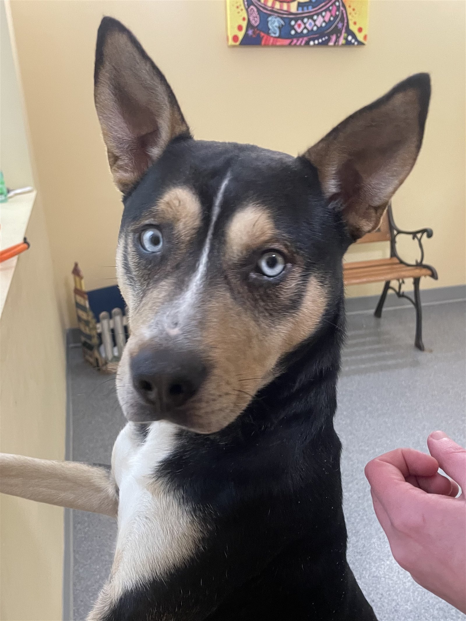 Jethro, an adoptable Husky, Shepherd in Covington, VA, 24426 | Photo Image 1