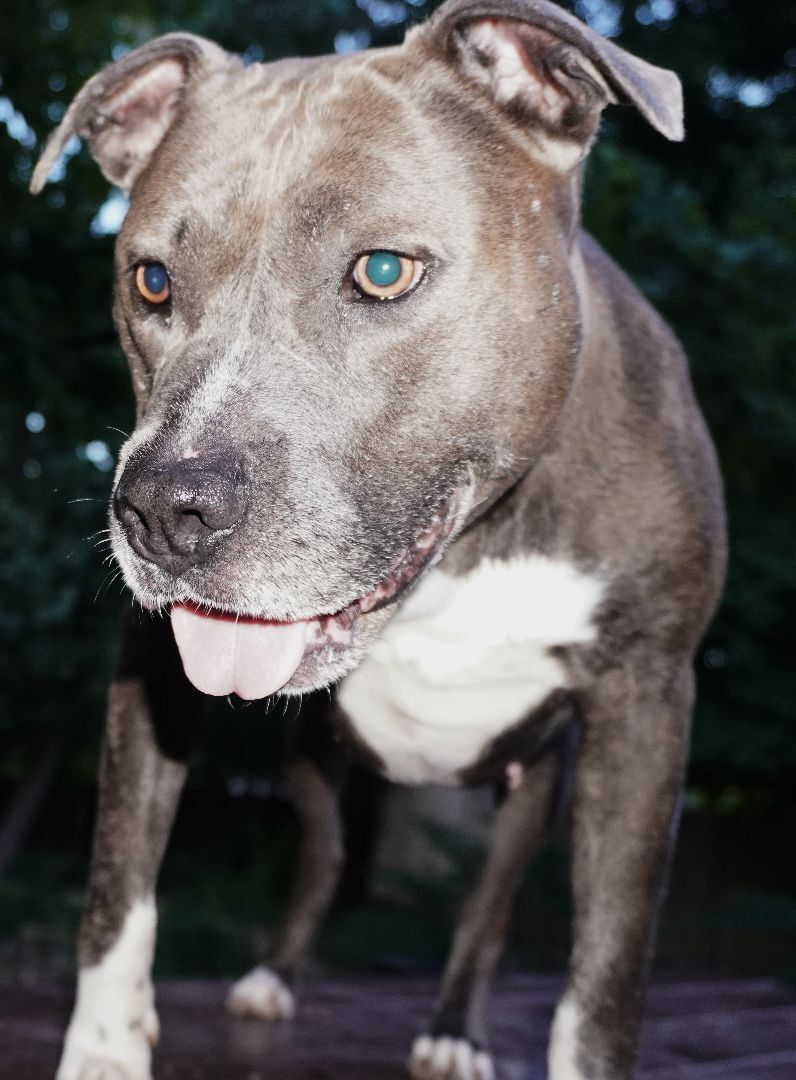 Lollie, an adoptable Pit Bull Terrier in O'Fallon, MO, 63366 | Photo Image 3