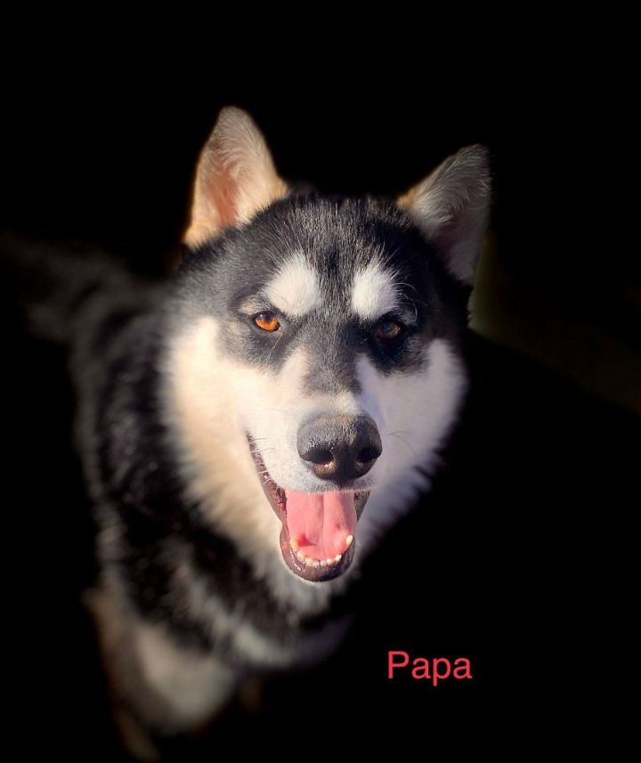Papa 1