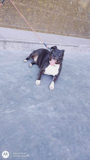 Tinker, Adult Female unknown